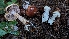  ( - HAY-F-001492)  @11 [ ] c (2023) Michelle C. Torres-Grant Fungal Diversity Survey