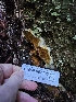  ( - HAY-F-007436)  @11 [ ] by (2023) Mandy Hackney Fungal Diversity Survey