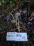  ( - HAY-F-006754)  @11 [ ] by (2023) Mandy Hackney Fungal Diversity Survey