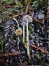  ( - HAY-F-006754)  @11 [ ] by (2023) Mandy Hackney Fungal Diversity Survey