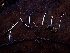  (Xylaria sp. CA03 - HAY-F-002320)  @11 [ ] by-nc (2023) Dean Lyons Fungal Diversity Survey