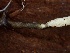 ( - HAY-F-002320)  @11 [ ] by-nc (2023) Dean Lyons Fungal Diversity Survey