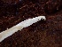  ( - HAY-F-002320)  @11 [ ] by-nc (2023) Dean Lyons Fungal Diversity Survey