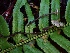  ( - HAY-F-002321)  @11 [ ] by-nc (2023) Dean Lyons Fungal Diversity Survey