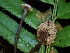  ( - HAY-F-002321)  @11 [ ] by-nc (2023) Dean Lyons Fungal Diversity Survey