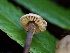  ( - HAY-F-002321)  @11 [ ] by-nc (2023) Dean Lyons Fungal Diversity Survey