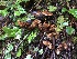  ( - HAY-F-002322)  @11 [ ] by-nc (2023) Dean Lyons Fungal Diversity Survey