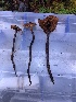  ( - HAY-F-002322)  @11 [ ] by-nc (2023) Dean Lyons Fungal Diversity Survey