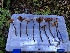  ( - HAY-F-002322)  @11 [ ] by-nc (2023) Dean Lyons Fungal Diversity Survey