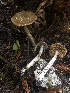  ( - HAY-F-002363)  @11 [ ] by-nc (2023) Dean Lyons Fungal Diversity Survey