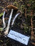  ( - HAY-F-002363)  @11 [ ] by-nc (2023) Dean Lyons Fungal Diversity Survey