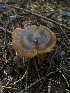  ( - HAY-F-002361)  @11 [ ] by-nc (2023) Dean Lyons Fungal Diversity Survey