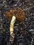  ( - HAY-F-002361)  @11 [ ] by-nc (2023) Dean Lyons Fungal Diversity Survey