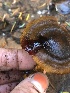  ( - HAY-F-002361)  @11 [ ] by-nc (2023) Dean Lyons Fungal Diversity Survey