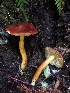  (Hygrocybe sp. punicea-CA01 - HAY-F-002359)  @11 [ ] by-nc (2023) Dean Lyons Fungal Diversity Survey