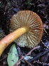  ( - HAY-F-002359)  @11 [ ] by-nc (2023) Dean Lyons Fungal Diversity Survey