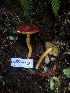  ( - HAY-F-002359)  @11 [ ] by-nc (2023) Dean Lyons Fungal Diversity Survey