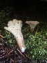  ( - HAY-F-002358)  @11 [ ] by-nc (2023) Dean Lyons Fungal Diversity Survey