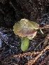  ( - HAY-F-002323)  @11 [ ] by-nc (2023) Dean Lyons Fungal Diversity Survey