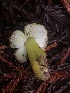  ( - HAY-F-002323)  @11 [ ] by-nc (2023) Dean Lyons Fungal Diversity Survey