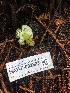  ( - HAY-F-002323)  @11 [ ] by-nc (2023) Dean Lyons Fungal Diversity Survey