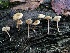  ( - HAY-F-002324)  @11 [ ] by-nc (2023) Dean Lyons Fungal Diversity Survey