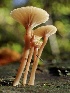  (Lichenomphalia - HAY-F-002324)  @11 [ ] by-nc (2023) Dean Lyons Fungal Diversity Survey