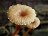  ( - HAY-F-002324)  @11 [ ] by-nc (2023) Dean Lyons Fungal Diversity Survey