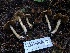  ( - HAY-F-002356)  @11 [ ] by-nc (2023) Dean Lyons Fungal Diversity Survey
