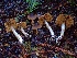  (Cortinarius sp. NB11 - HAY-F-002356)  @11 [ ] by-nc (2023) Dean Lyons Fungal Diversity Survey