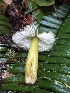  ( - HAY-F-002355)  @11 [ ] by-nc (2023) Dean Lyons Fungal Diversity Survey
