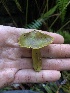  ( - HAY-F-002355)  @11 [ ] by-nc (2023) Dean Lyons Fungal Diversity Survey