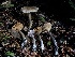  (Cortinarius anomalopacificus - HAY-F-002354)  @11 [ ] by-nc (2023) Dean Lyons Fungal Diversity Survey