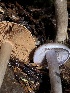  ( - HAY-F-002354)  @11 [ ] by-nc (2023) Dean Lyons Fungal Diversity Survey