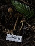  ( - HAY-F-002326)  @11 [ ] by-nc (2023) Dean Lyons Fungal Diversity Survey