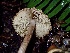  ( - HAY-F-002326)  @11 [ ] by-nc (2023) Dean Lyons Fungal Diversity Survey