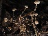  ( - HAY-F-007621)  @11 [ ] by-nc (2023) Damon Tighe Fungal Diversity Survey