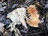  (Lactarius sp. CA04 - HAY-F-007632)  @11 [ ] by-nc (2023) Damon Tighe Fungal Diversity Survey