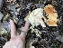  ( - HAY-F-007632)  @11 [ ] by-nc (2023) Damon Tighe Fungal Diversity Survey