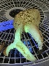  ( - HAY-F-007632)  @11 [ ] by-nc (2023) Damon Tighe Fungal Diversity Survey