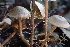  ( - HAY-F-007621)  @11 [ ] by-nc (2023) Damon Tighe Fungal Diversity Survey