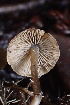  ( - HAY-F-007621)  @11 [ ] by-nc (2023) Damon Tighe Fungal Diversity Survey