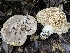  ( - HAY-F-007633)  @11 [ ] by-nc (2023) Damon Tighe Fungal Diversity Survey
