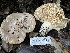  ( - HAY-F-007633)  @11 [ ] by-nc (2023) Damon Tighe Fungal Diversity Survey