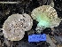  ( - HAY-F-007633)  @11 [ ] by-nc (2023) Damon Tighe Fungal Diversity Survey