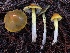  (Hygrocybe sp. CA10 - HAY-F-007623)  @11 [ ] by-nc (2023) Damon Tighe Fungal Diversity Survey