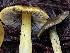  ( - HAY-F-007623)  @11 [ ] by-nc (2023) Damon Tighe Fungal Diversity Survey