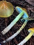  ( - HAY-F-007623)  @11 [ ] by-nc (2023) Damon Tighe Fungal Diversity Survey