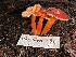  ( - HAY-F-007630)  @11 [ ] by-nc (2023) Damon Tighe Fungal Diversity Survey
