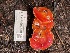  ( - HAY-F-007630)  @11 [ ] by-nc (2023) Damon Tighe Fungal Diversity Survey